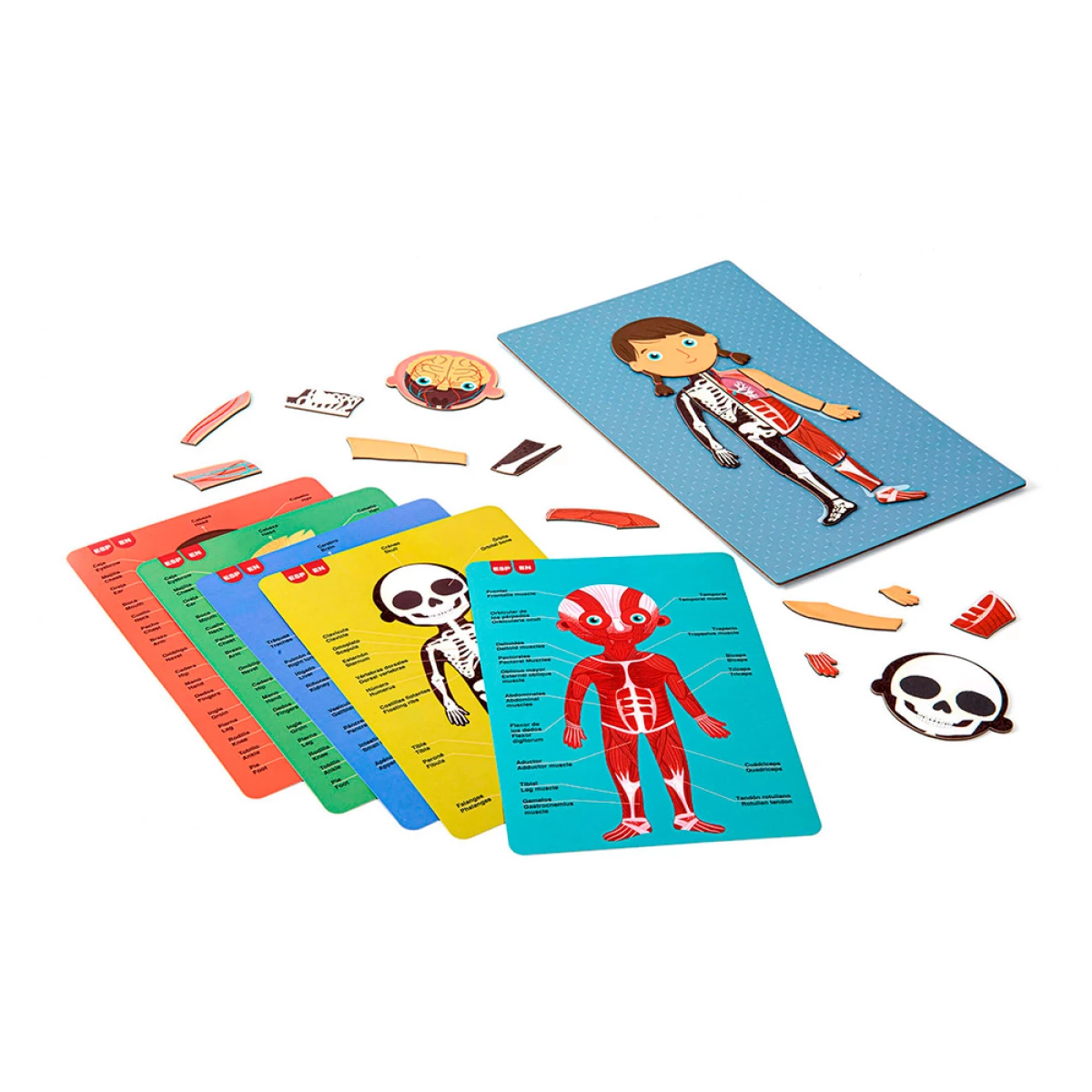 Galery – Juego apli didactico magnetico el cuerpo humano0