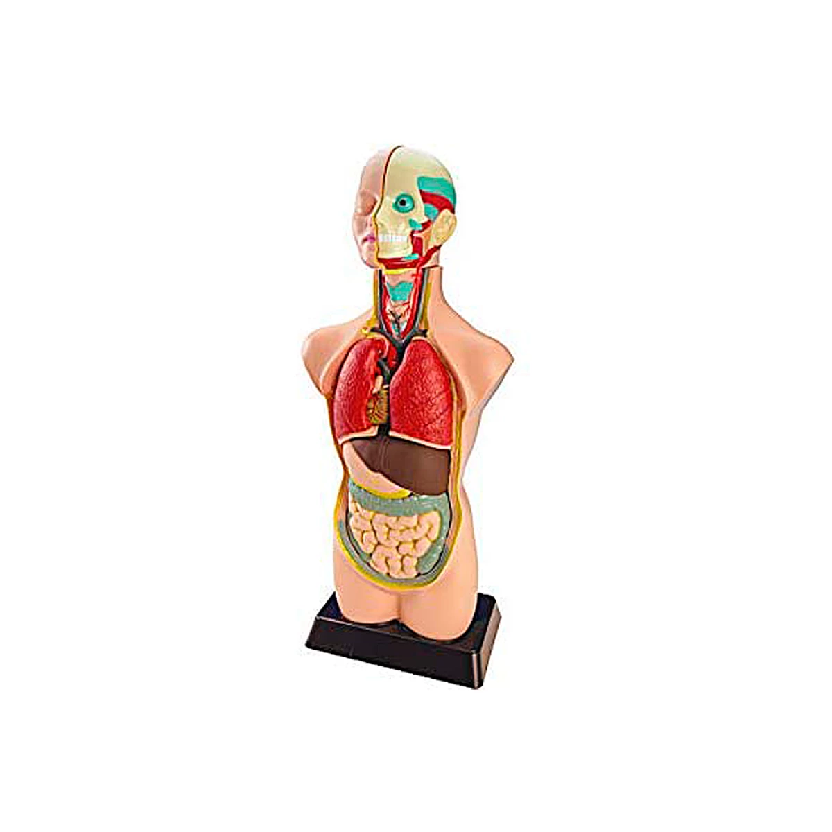 Galery – Jogo miniland anatomia humana 11 peças 50 cm0